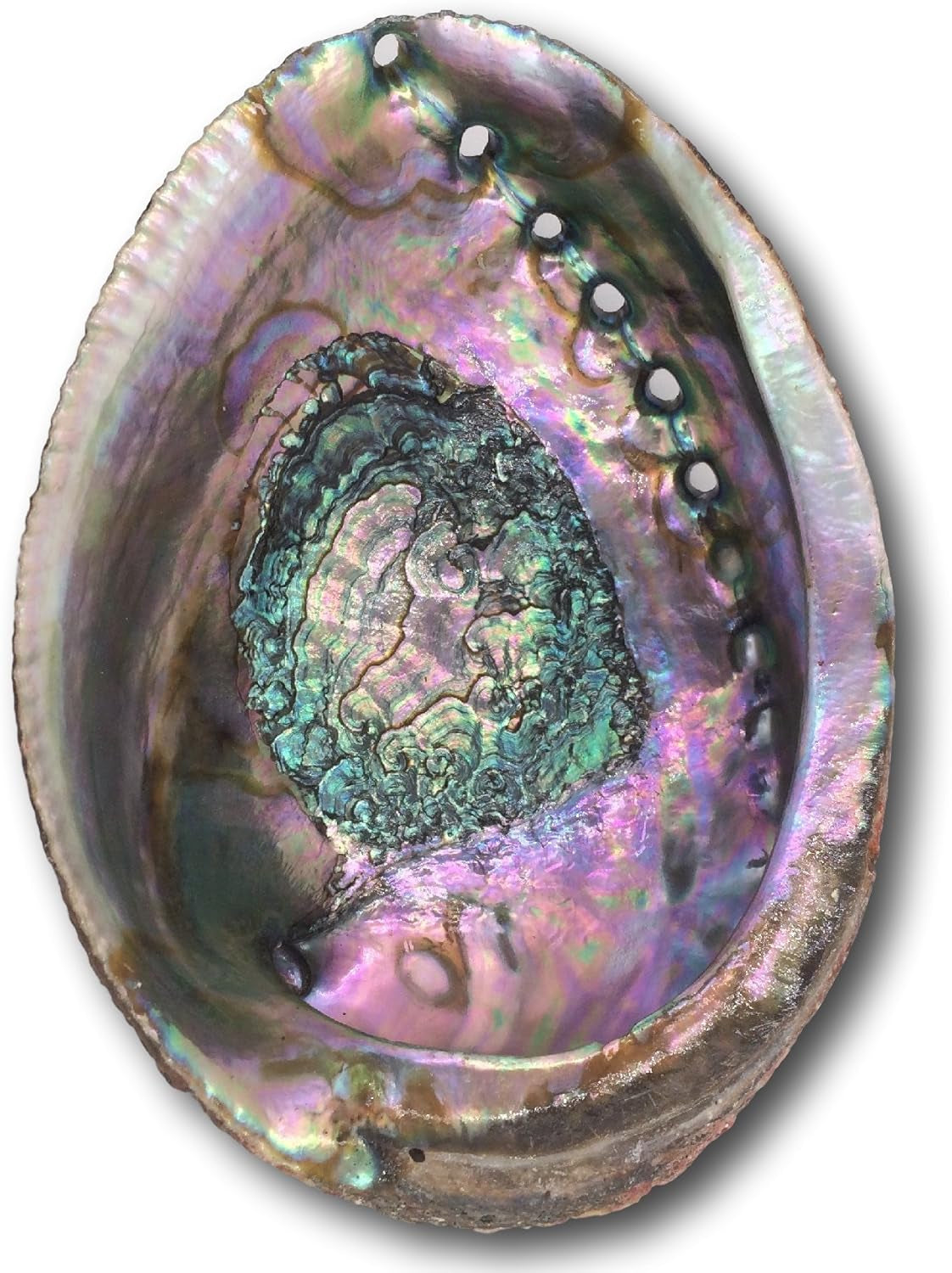 Premium Bundle with 5.5 Inch or Larger Abalone Shell, Stained Wooden Tripod Stand, and 3 California White Sage Smudge Sticks for Incense Burning, Home Fragrance, Energy Clearing, Yoga, Meditation